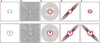 Image segmentation using active contours with image structure adaptive gradient vector flow external force